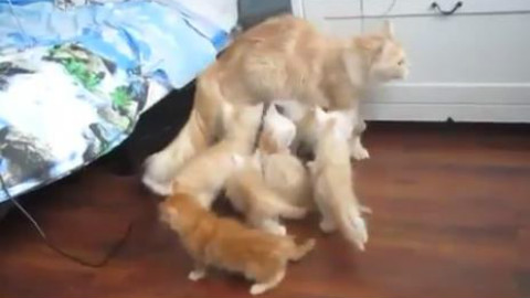 猫妈:孩子们快过来,妈妈给你们表演个猫界绝活!